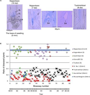 Stvb-i, a Rice Gene Conferring Durable Resistance to Rice stripe virus, Protects Plant Growth From Heat Stress